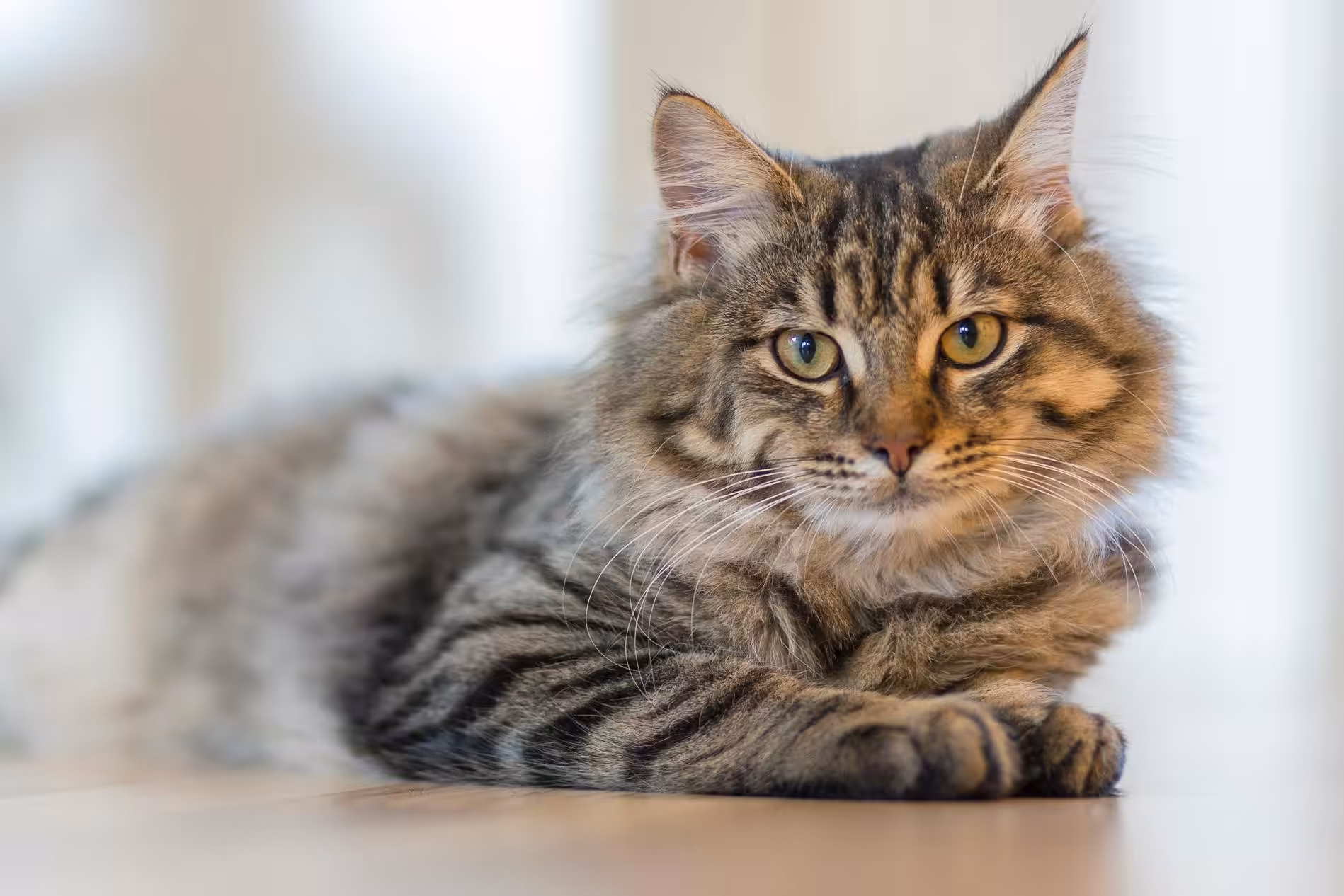 Conheça as doenças mais comuns em gatos