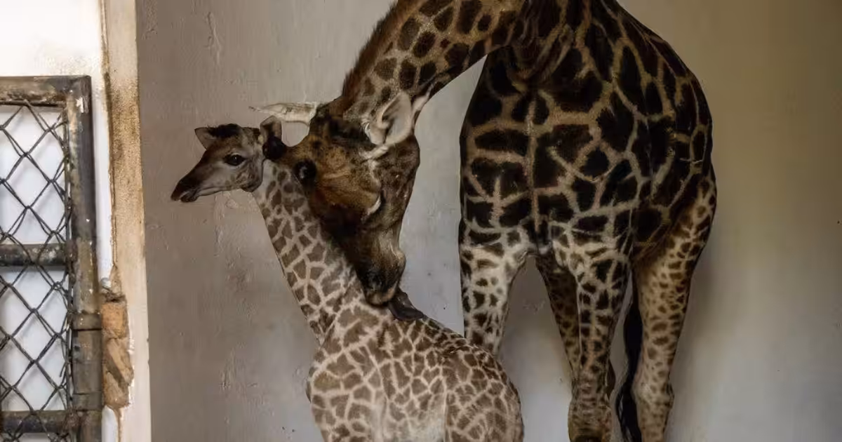 Zoológico de São Paulo celebra nascimento de girafa ameaçada de extinção