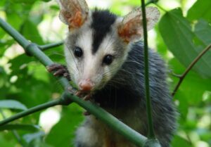 Gambá-de-orelha-branca