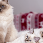 Guia de raças: Gato Birmanês