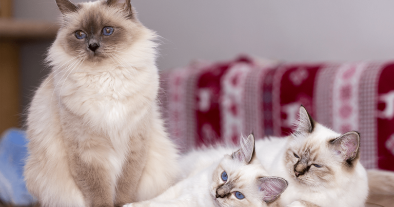 Guia de raças: Gato Birmanês