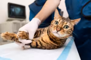 Gata no veterinário