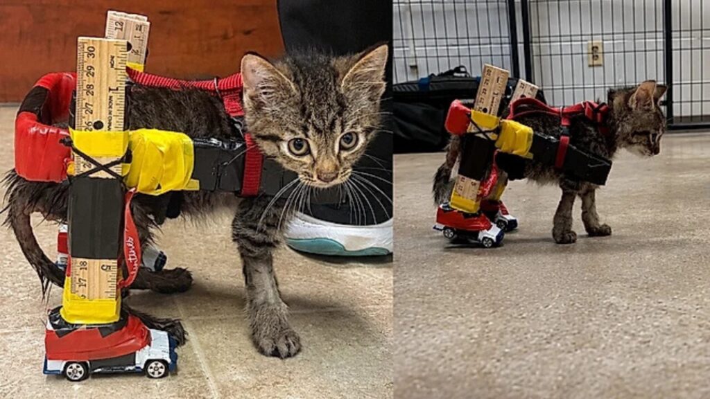 Gatinho com lesão na coluna volta a andar com cadeira de rodas feita de réguas e carrinhos de brinquedo
