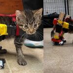 Gatinho com lesão na coluna volta a andar com cadeira de rodas feita de réguas e carrinhos de brinquedo