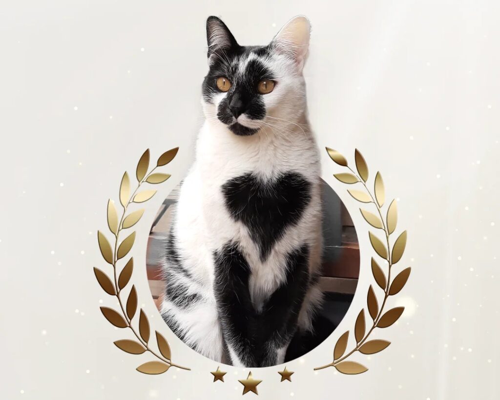 Gato SRD com marca de coração é escolhido como mais bonito do Brasil