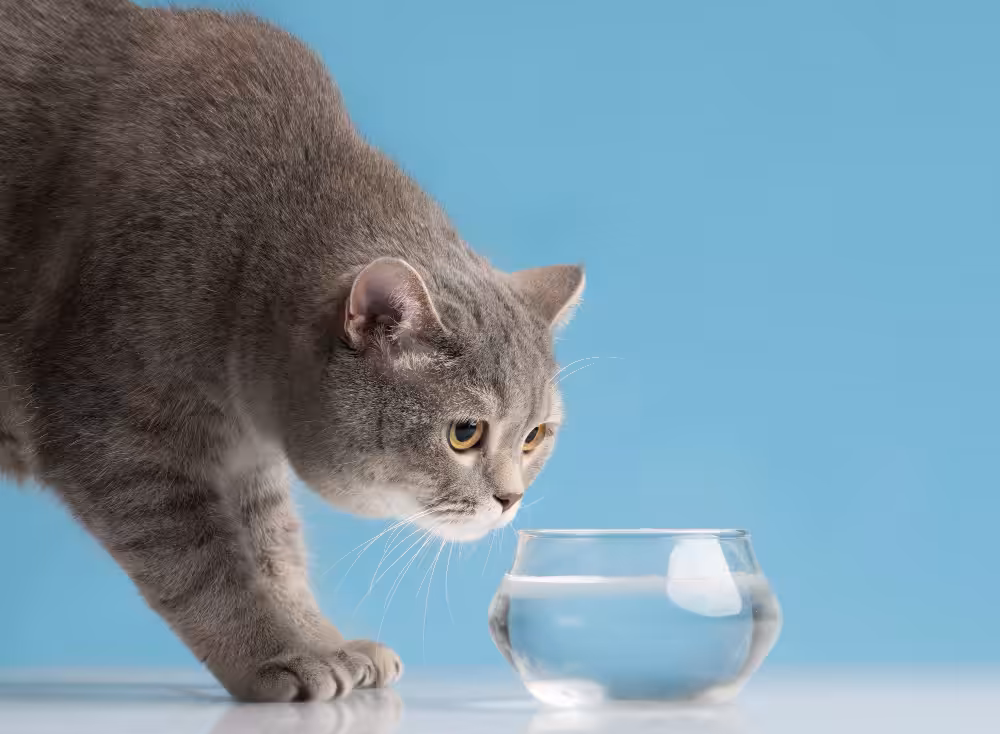 Desidratação em gatos é um problema sério que tem prevenção