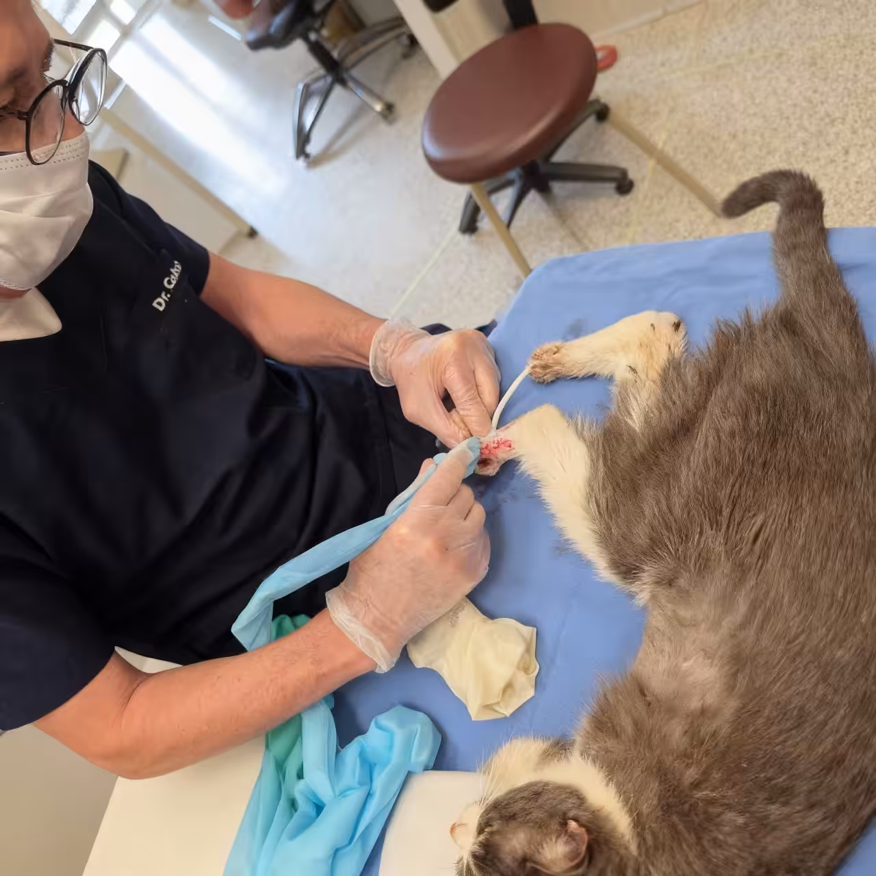 Surto de doença fúngica em gatos no Brasil ameaça saúde pública