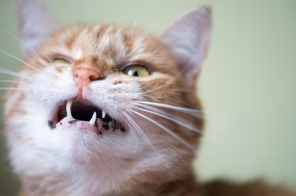 Extração dentária é melhor alternativa de tratamento do Complexo Gengivite Estomatite Felina