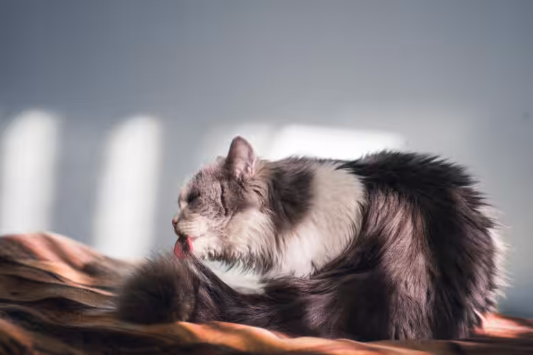 Comportamento obsessivo de perseguir a cauda pode indicar distúrbio em pets