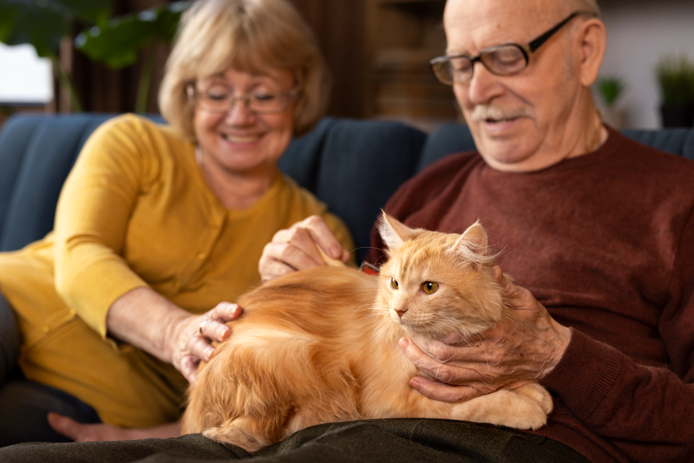 Demência em gatos pode revelar segredos para entender o Alzheimer em humanos