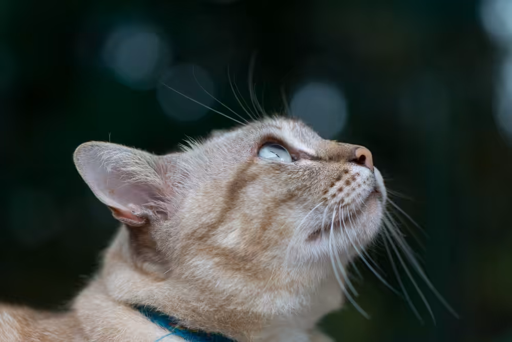 Curiosidades sobre os felinos que todo tutor de gatos deve saber!