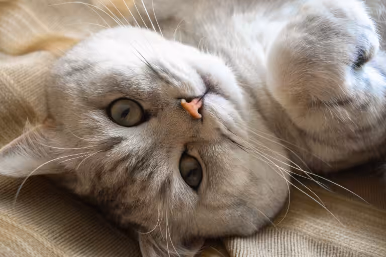 Dia Internacional do Gato: lições de afeto, independência e presença que os felinos ensinam aos humanos