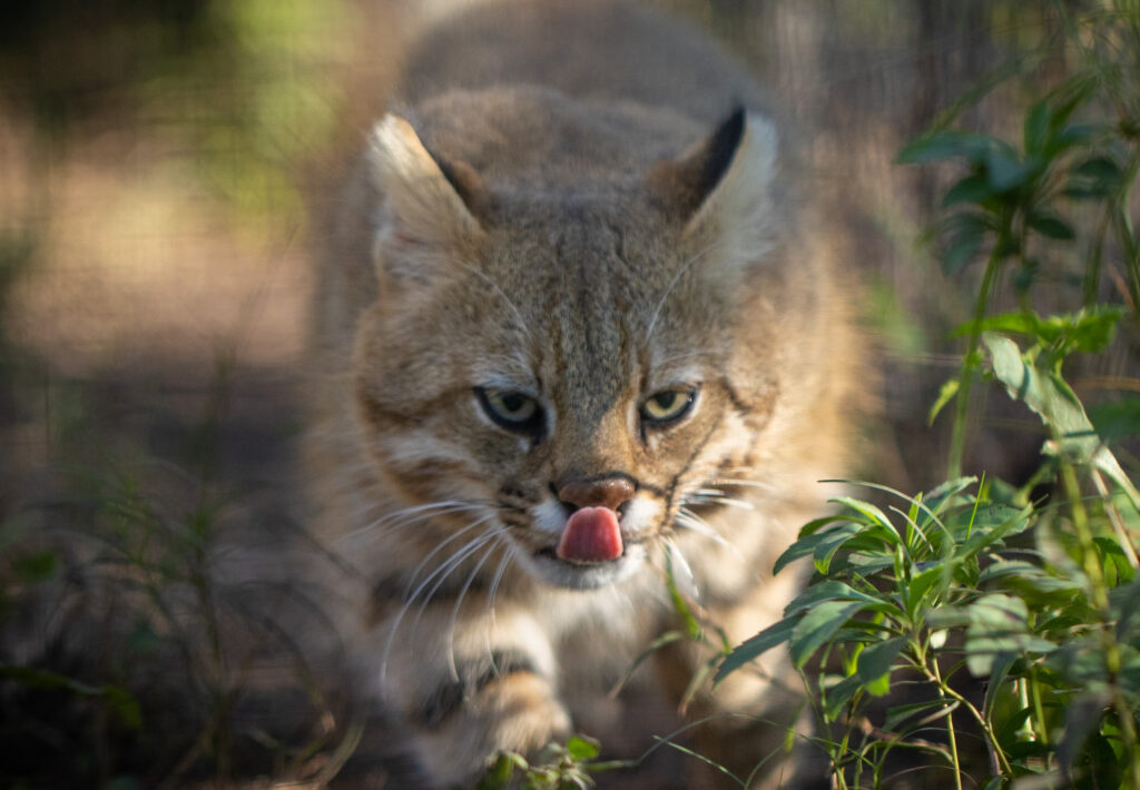 À beira da extinção, gato-palheiro-pampeano perdeu 25% de seu habitat natural