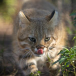À beira da extinção, gato-palheiro-pampeano perdeu 25% de seu habitat natural