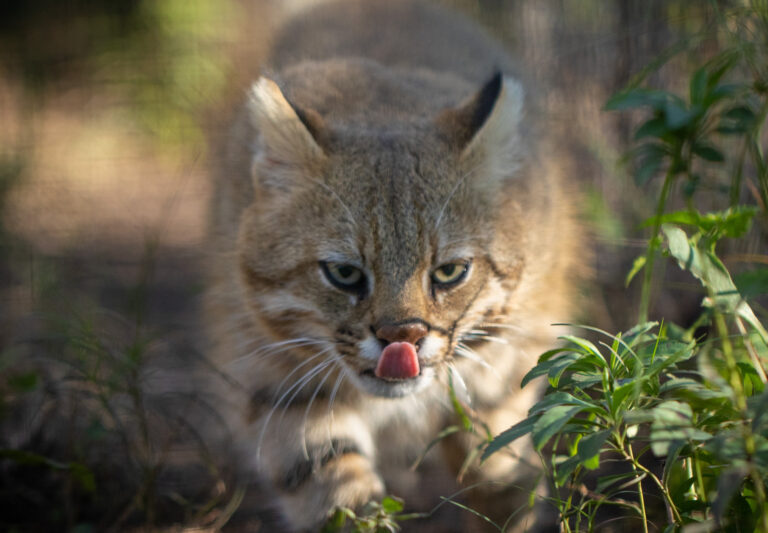 À beira da extinção, gato-palheiro-pampeano perdeu 25% de seu habitat natural