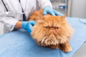 Gato persa veterinário 