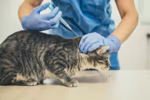 Caso de raiva em Jundiaí acende alerta para a importância da vacinação regular em pets