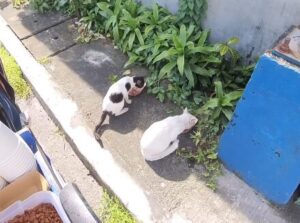 Gatos Filipinas