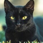 Gatos pretos esperam mais por adoção e ainda enfrentam preconceito