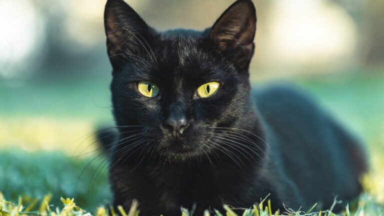 Gatos pretos esperam mais por adoção e ainda enfrentam preconceito