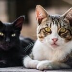 Gatos se reconhecem por meio de substâncias únicas presentes na urina