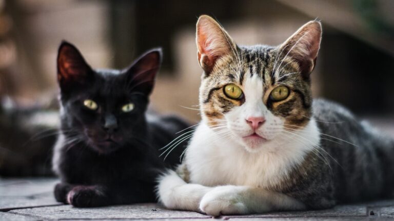 Gatos se reconhecem por meio de substâncias únicas presentes na urina