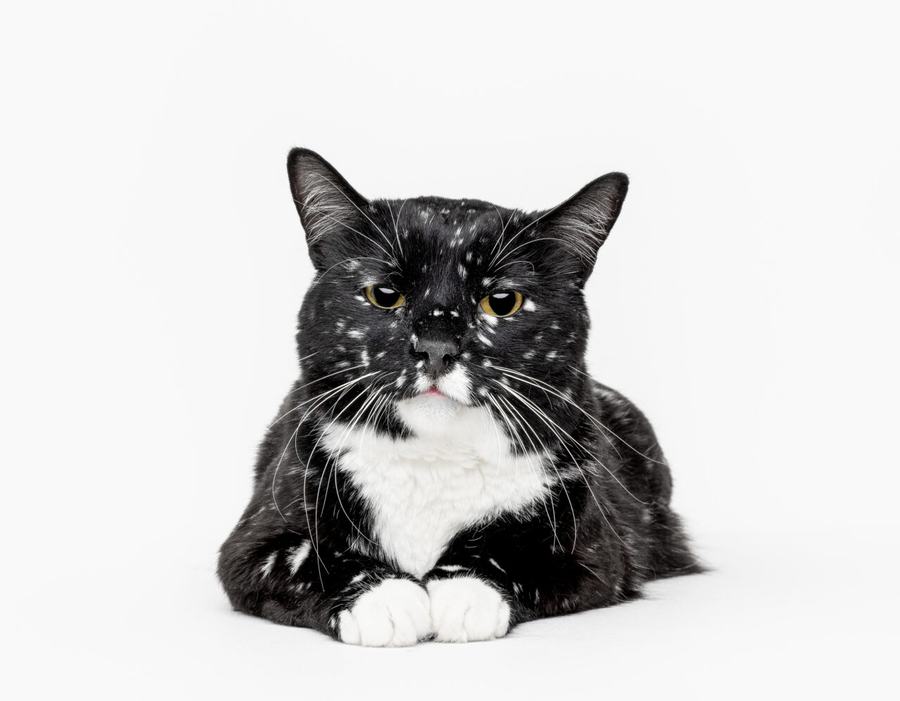 Vitiligo em pets: entenda a doença rara que muda a cor dos animais