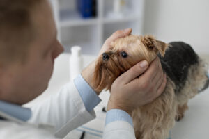 Glaucoma em pets