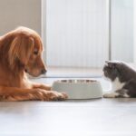 Do boato à evidência: o que a ciência explica sobre a nutrição de gatos e cães