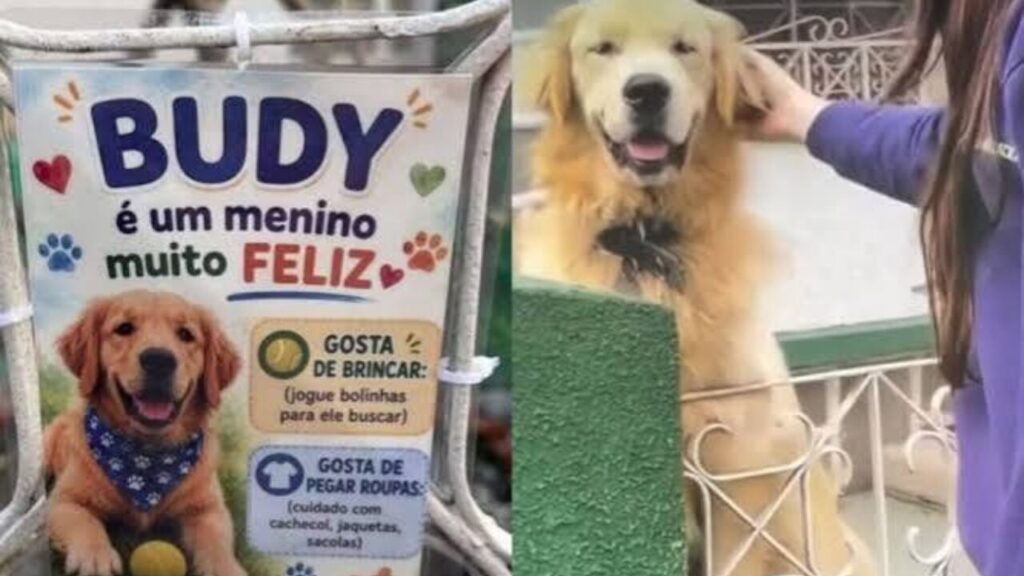 Golden retriever Budy atrai 300 pessoas no portão de casa e atinge 4,6 milhões de visualizações em SC