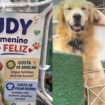 Golden retriever Budy atrai 300 pessoas no portão de casa e atinge 4,6 milhões de visualizações em SC