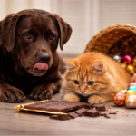 Chocolate lidera riscos à saúde de cães e gatos durante a Páscoa