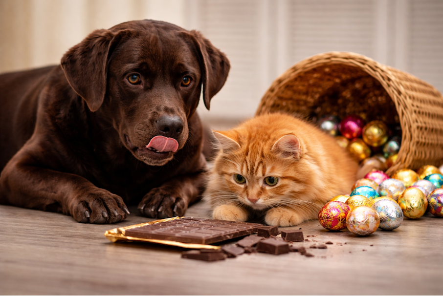 Chocolate lidera riscos à saúde de cães e gatos durante a Páscoa