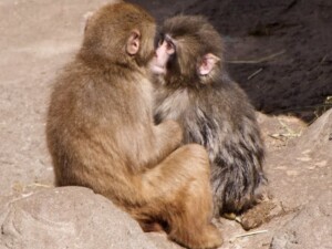 De “mãe de pelúcia” à socialização: macaco Punch emociona ao superar rejeição e formar vínculos