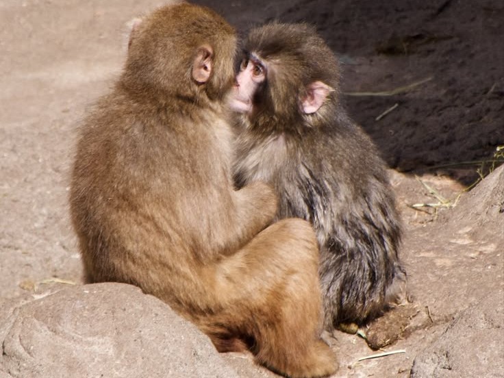 De “mãe de pelúcia” à socialização: macaco Punch emociona ao superar rejeição e formar vínculos