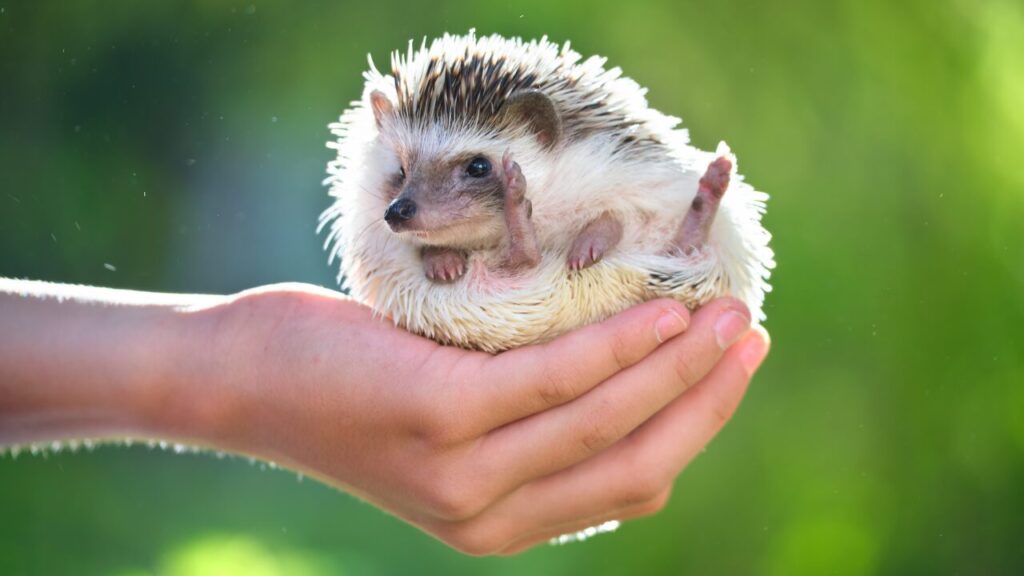 Hedgehogs pequenos no tamanho, grandes nos cuidados que exigem