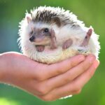 Hedgehogs pequenos no tamanho, grandes nos cuidados que exigem