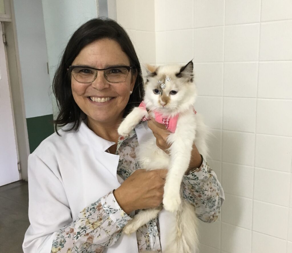 Medicina Felina cresce no Brasil trazendo novas possibilidades de tratamento para gatos