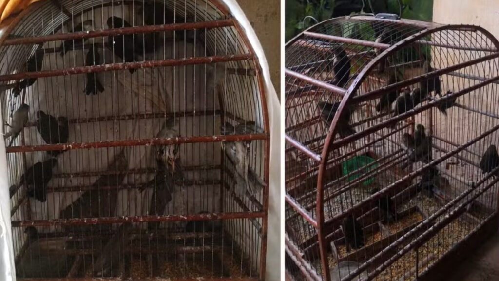 Homem é multado em R$ 15 mil por capturar e manter aves silvestres em cativeiro no interior de SP
