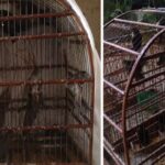 Homem é multado em R$ 15 mil por capturar e manter aves silvestres em cativeiro no interior de SP