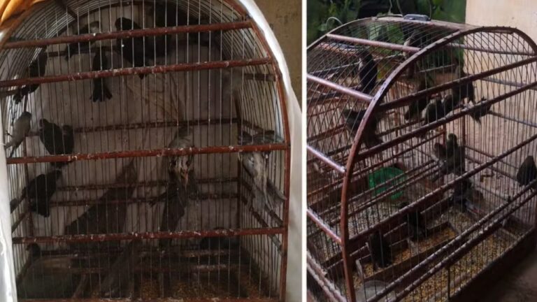Homem é multado em R$ 15 mil por capturar e manter aves silvestres em cativeiro no interior de SP