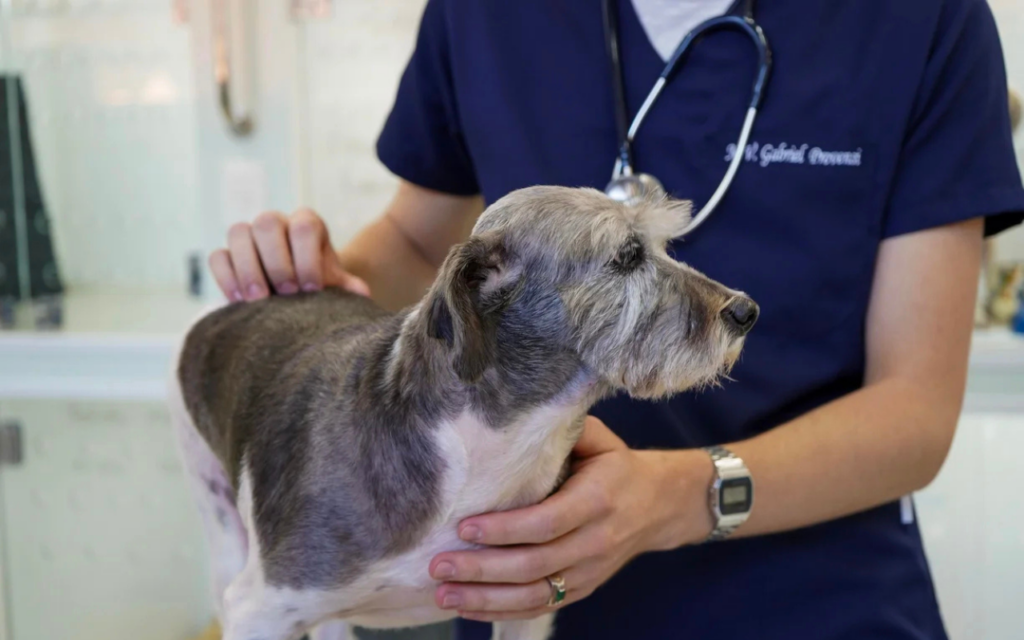 Hospital Veterinário da UPF expande estrutura para atender nova UTI exclusiva para cães
