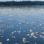 ICMBio investiga morte de centenas de peixes no Lago do Cuniã, em Porto Velho (RO)