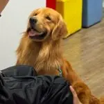 Cães que acolhem: projeto usa cãoterapia para apoiar atendimentos de pessoas com TEA