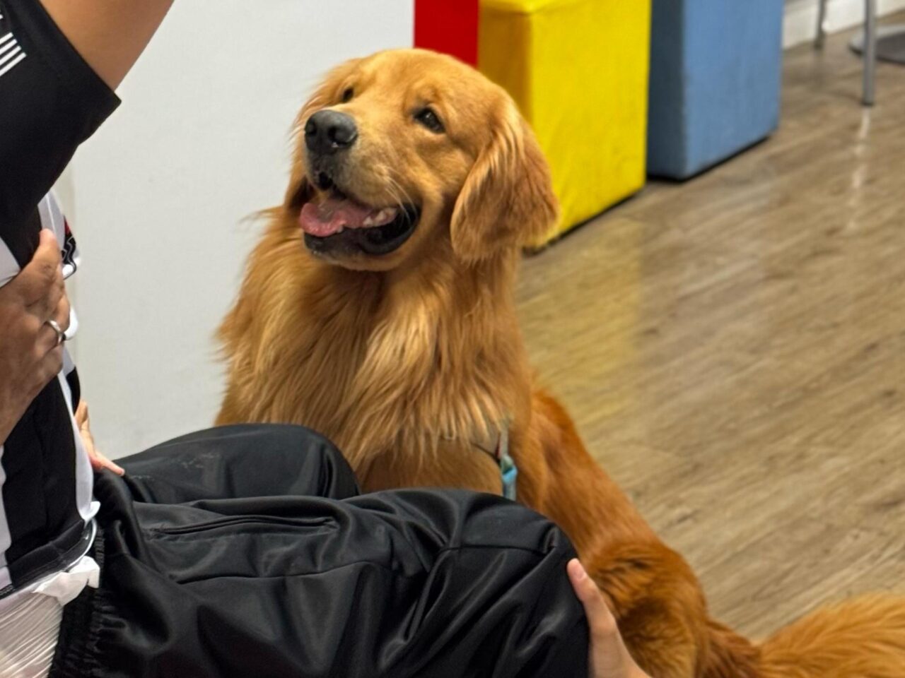 Cães que acolhem: projeto usa cãoterapia para apoiar atendimentos de pessoas com TEA