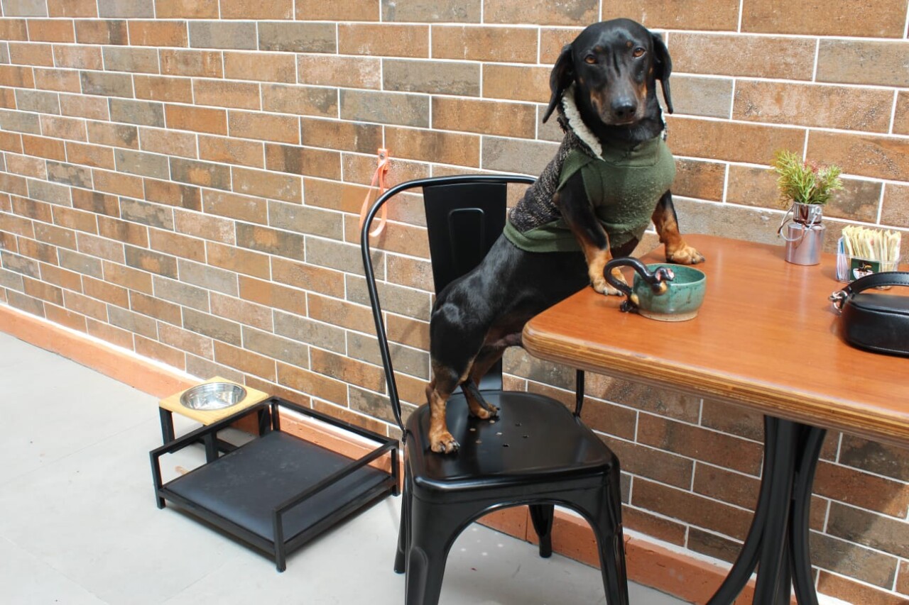 Cafeteria temática criada a partir de um dachshund vira atração turística em Santa Catarina