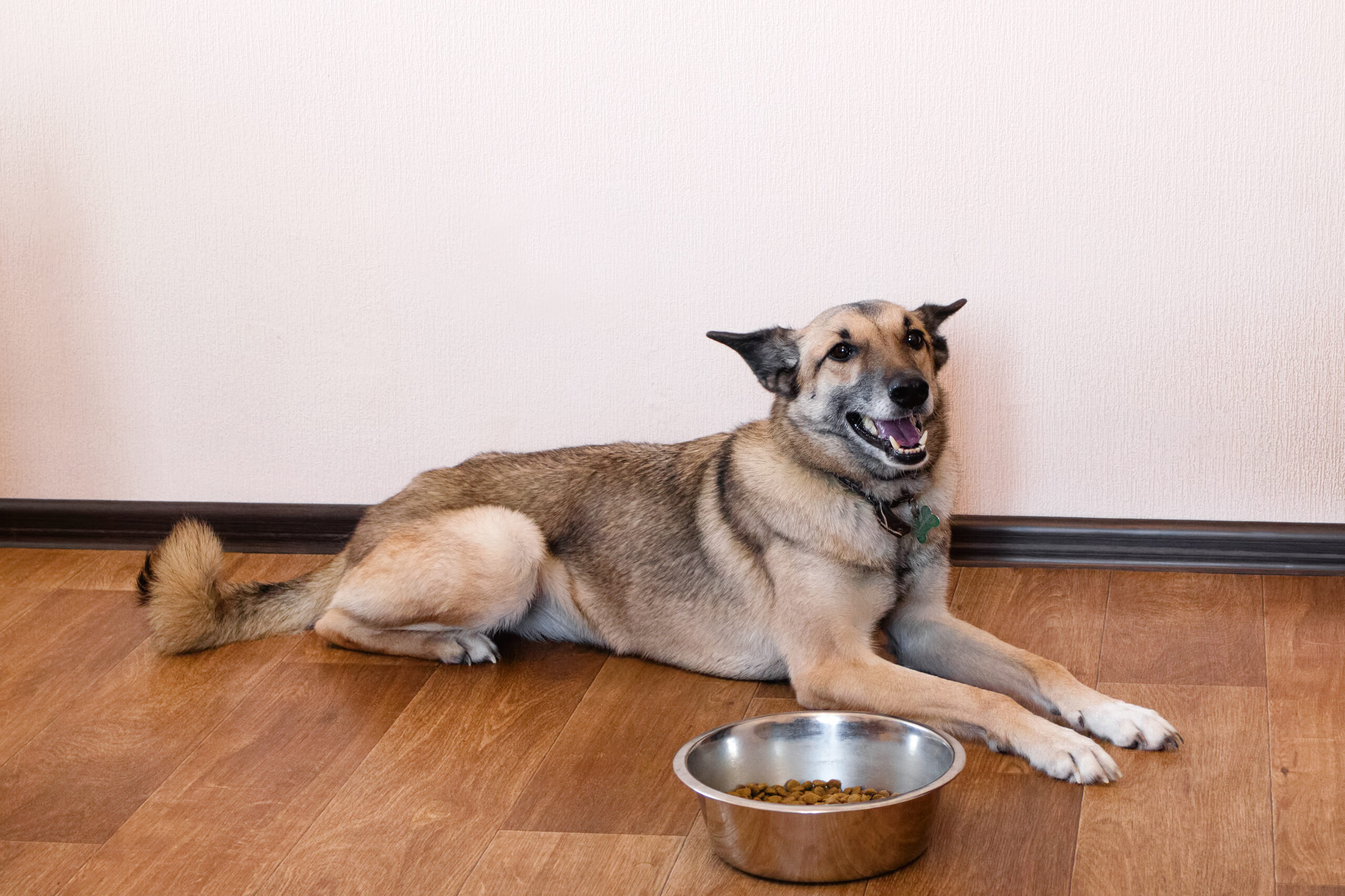 alimentação pet