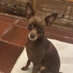 Cachorro do cantor sertanejo Edson desaparece em Indaiatuba