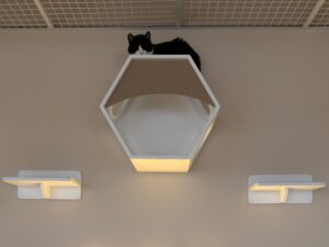 CasAdote: primeiro centro de adoção fixo do Brasil aposta na convivência para incentivar a adoção responsável