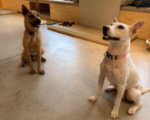 CasAdote: primeiro centro de adoção fixo do Brasil aposta na convivência para incentivar a adoção responsável